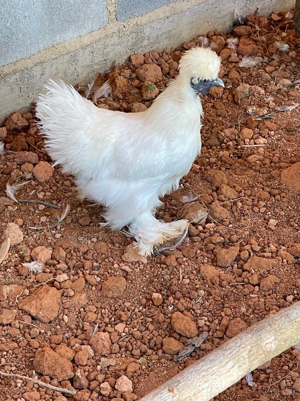 Animal do Sítio